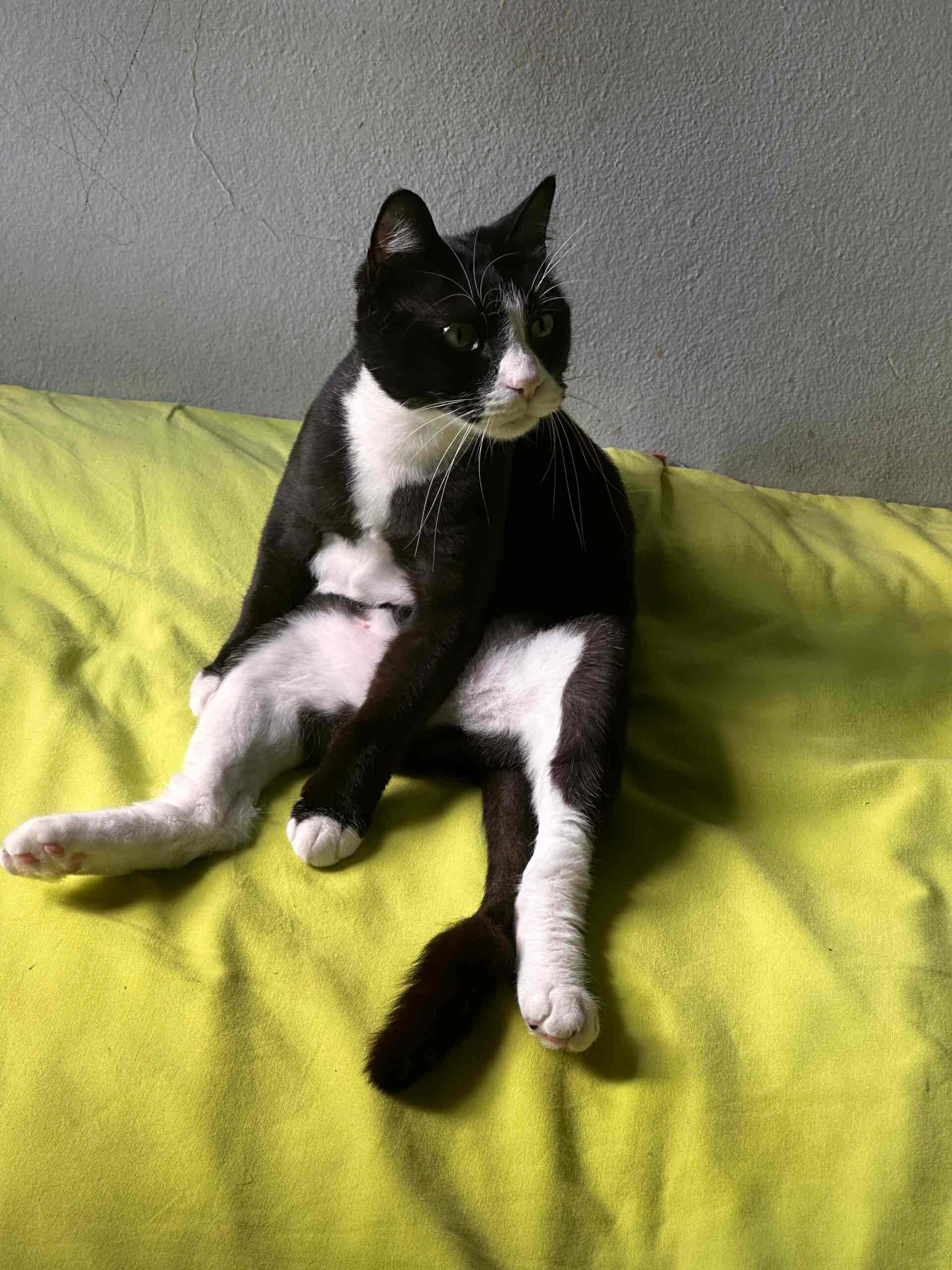 Personalized Acrylic Pet Illustration Frame - Image 4