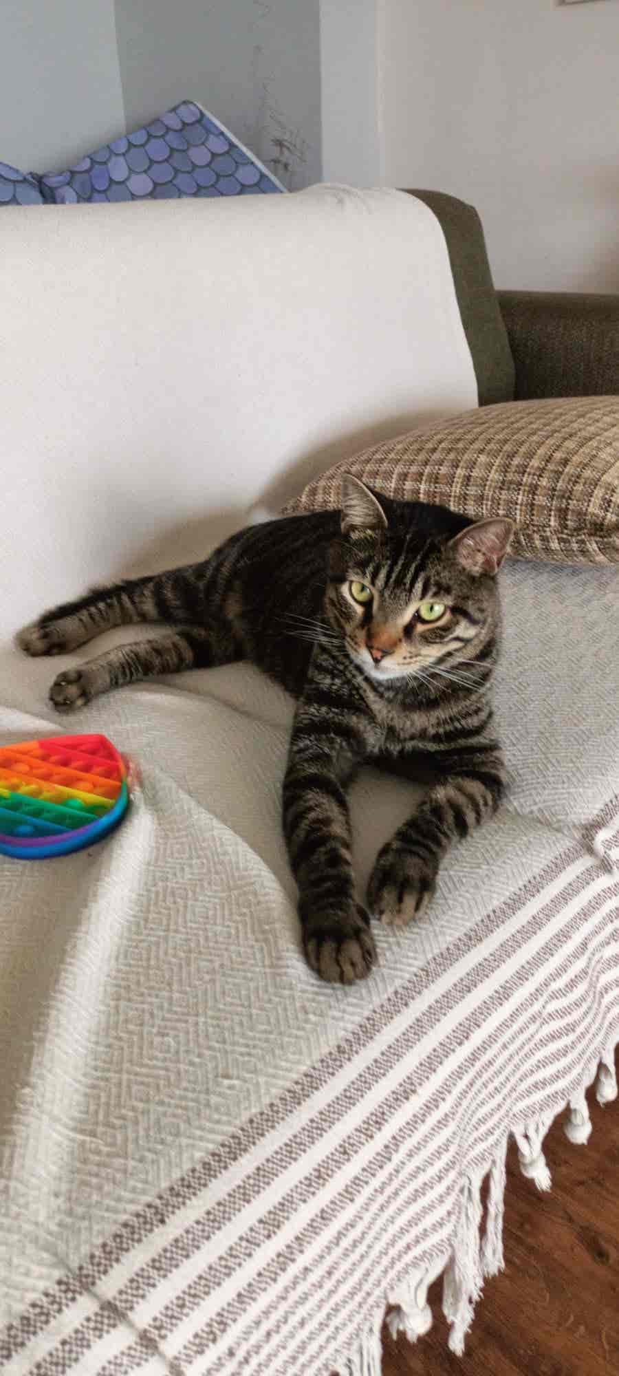 Personalized Acrylic Pet Illustration Frame - Image 6